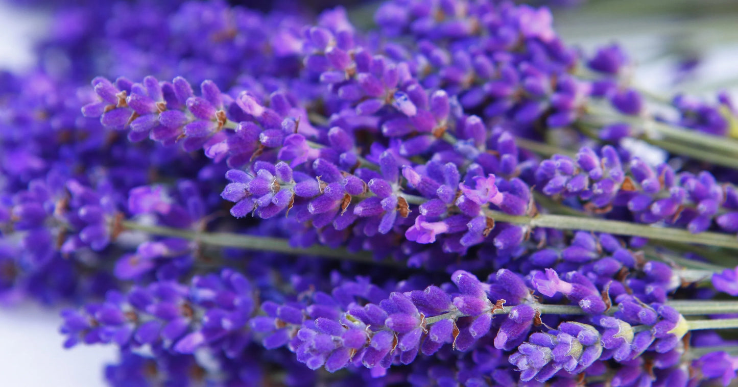 Serenity-Blue Self Care Trial Lavender Extract Spa Package (Online Exclusive!)